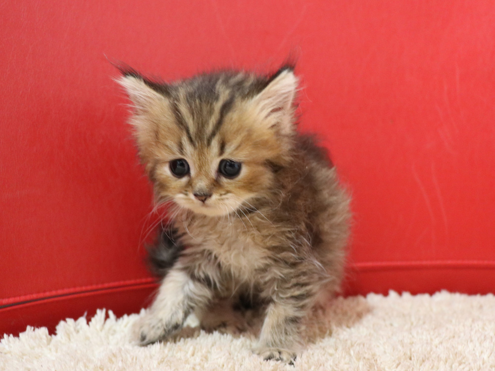 ペルシャチンチラの子猫
