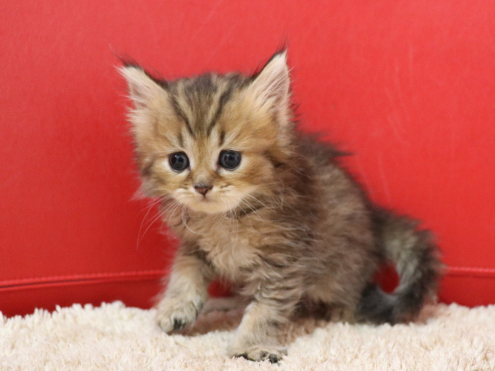 ペルシャチンチラの子猫
