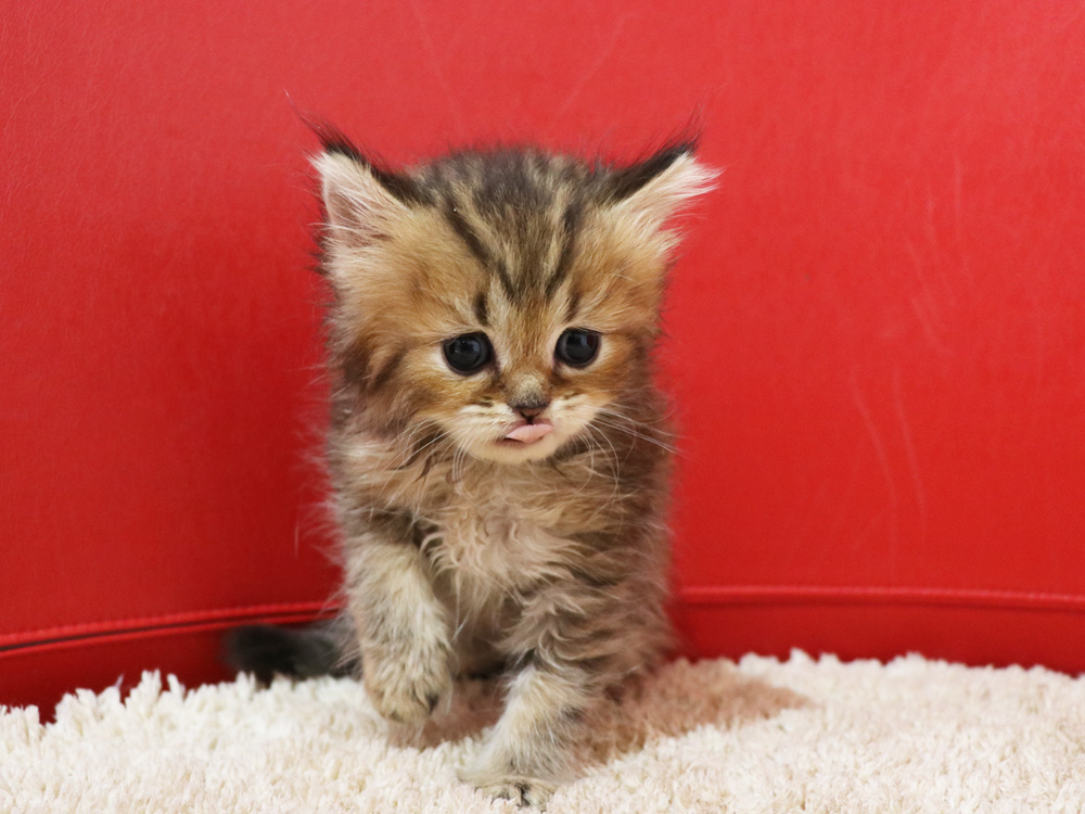 ペルシャチンチラの子猫
