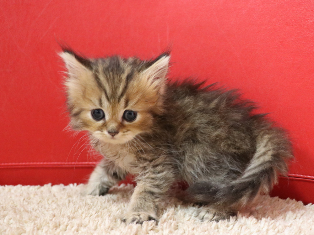 ペルシャチンチラの子猫