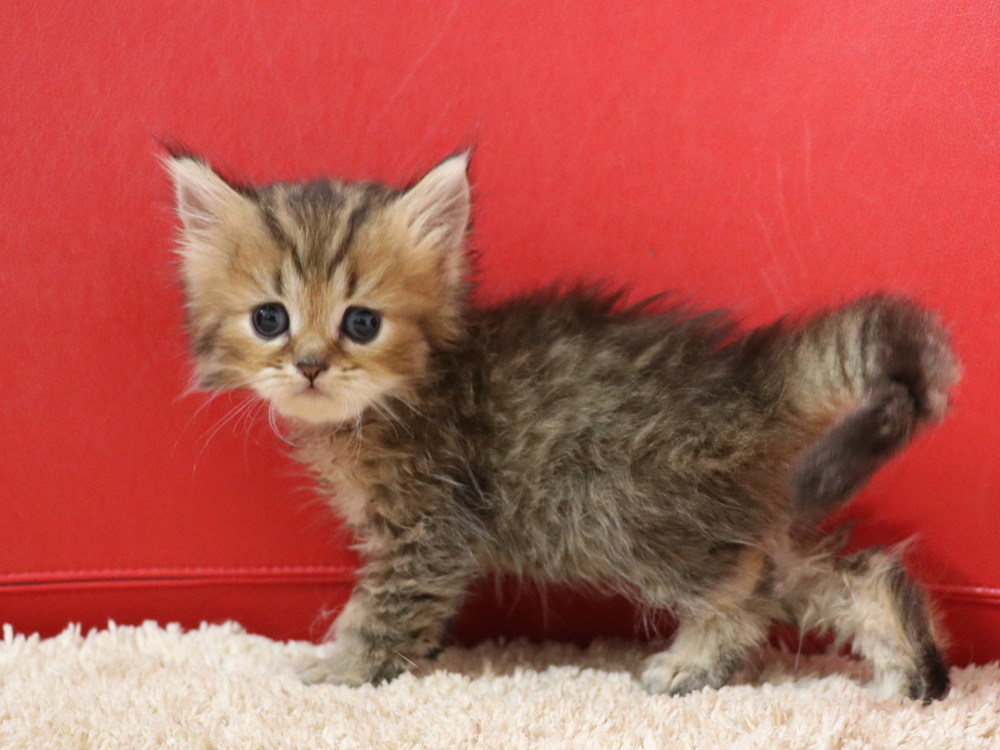 ペルシャチンチラの子猫