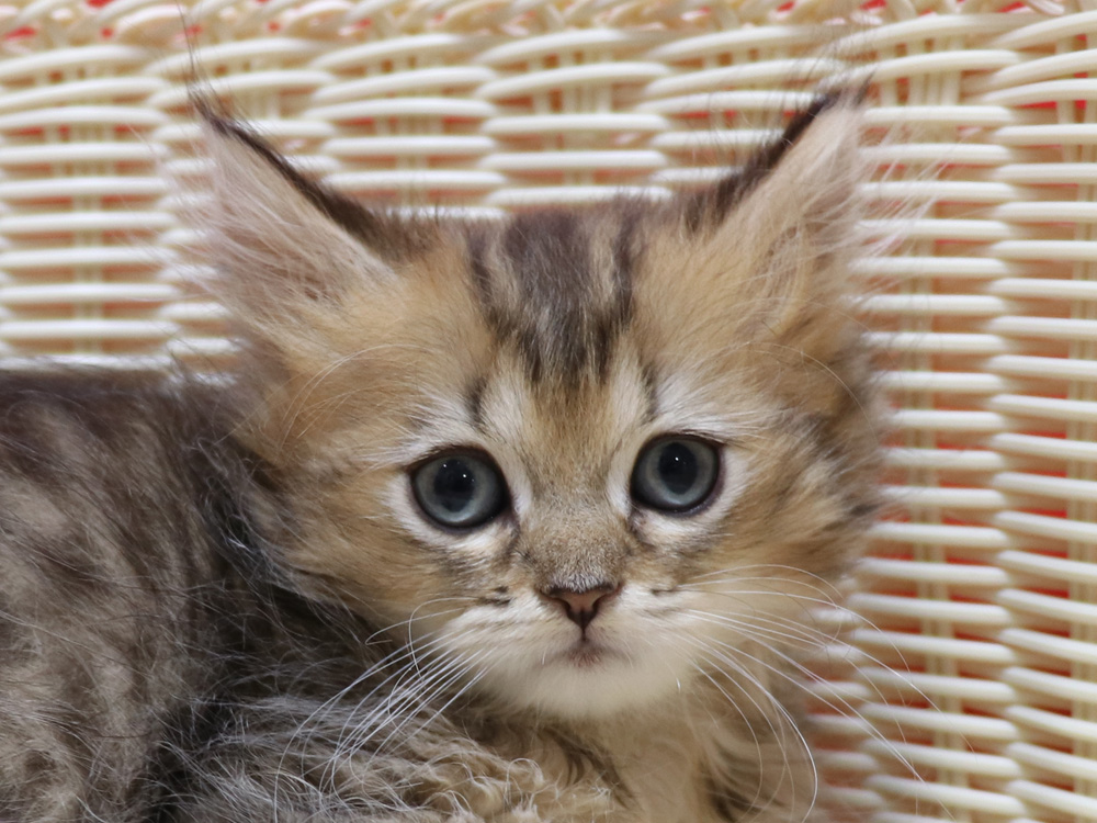 ペルシャチンチラの子猫