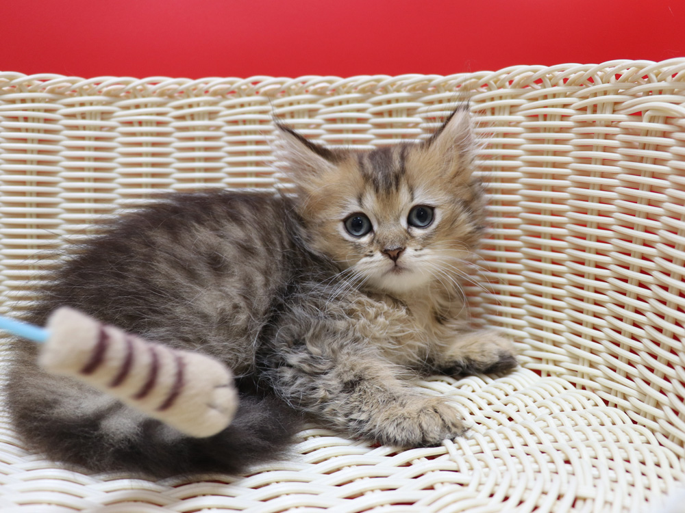 ペルシャチンチラの子猫