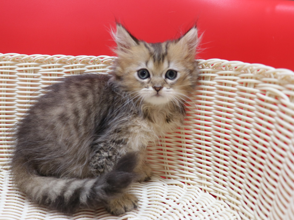 ペルシャチンチラの子猫