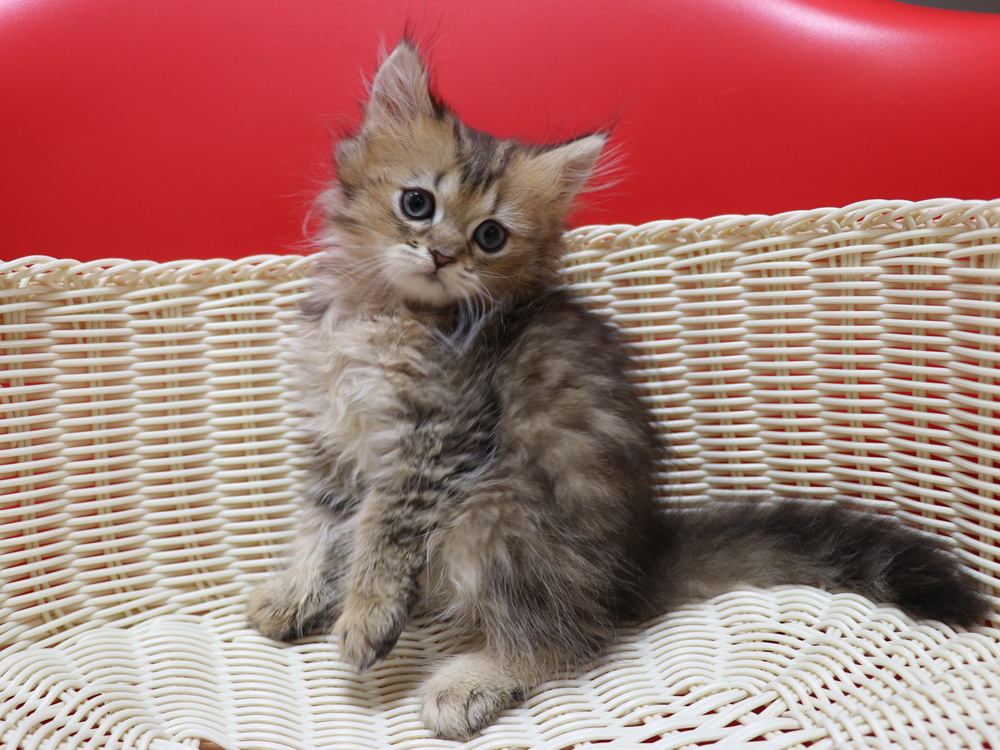 ペルシャチンチラの子猫