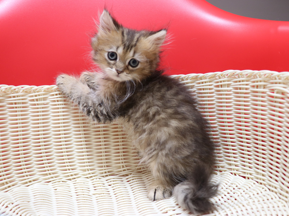 ペルシャチンチラの子猫