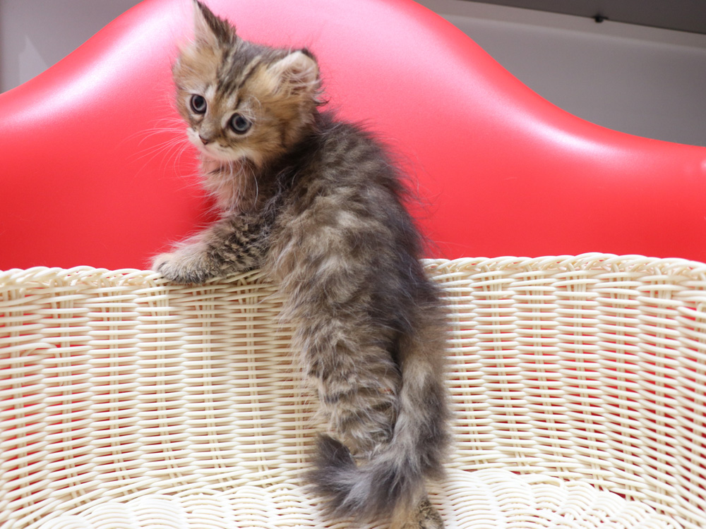ペルシャチンチラの子猫